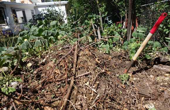 My eight-year-old compost pile in the Overland neighborhood.