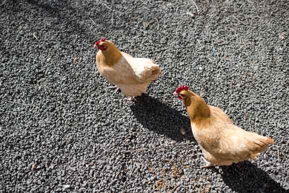Until recently the Parrises had four egg-laying hens; now they're down to two.