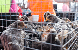 Chickens ready for sale by one vendor at the livestock exchange.