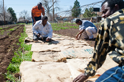 Coffee bean bags are laid to kill grass and ready the soil. 