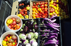 Vegetables grown at FarmYard CSA.