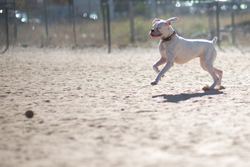 Dog Park